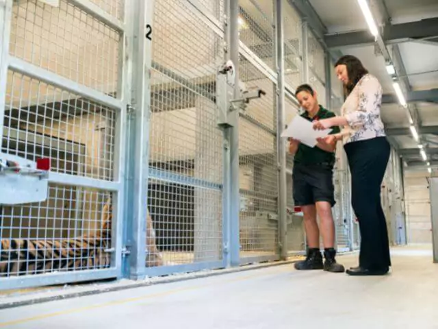 zookeepers next to caged tiger